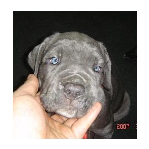 MASTINO NAPOLETANO, 8 saptamini, posibilitate transport