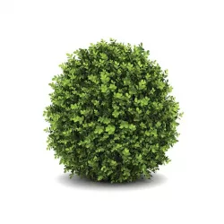 Arbori & arbusti