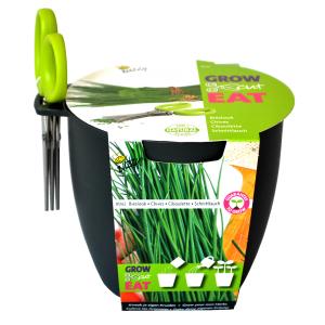 Buzzy Seeds Kit pentru Cultivare Chives (Arpagic) cu Foarfeca - GRI INCHIS