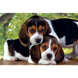 Clementoni Puzzle 500 Pui de beagle