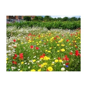 Horti Tops Seminte De Amestec De Gazon Japonez Hortitops 1 2 G