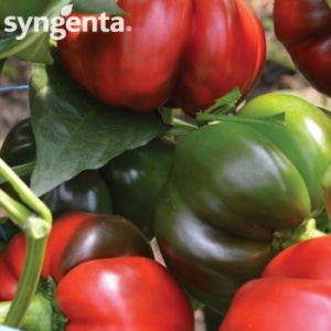 Syngenta Seminte ardei gogosar Kabala F1(500 sem)