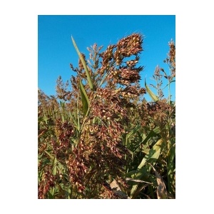 Seminte Iarba De Sudan Sorgum Sudanense 25kg Plants