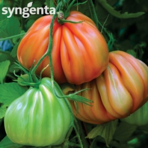 Syngenta Seminte tomate Arawak F1(500 sem)