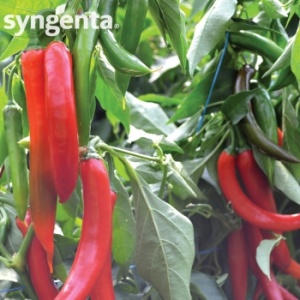 Syngenta Seminte ardei iute Sahem F1(500 sem)