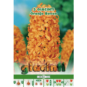 Green Paradise Bulbi Zambile Oranje Boven, 3 buc