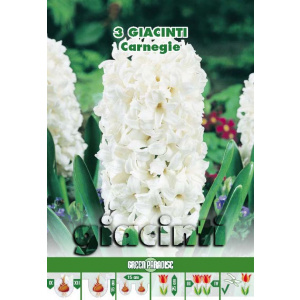 Green Paradise Bulbi Zambile Carnegie, alb, 3 buc