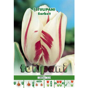 Green Paradise Bulbi Lalele Sorbet, alb cu roz, 5 buc