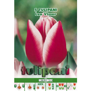 Green Paradise Bulbi Lalele Leo Visser, rosu-alb, 5 buc