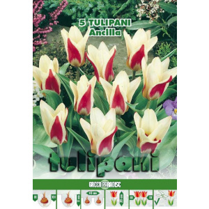 Green Paradise Bulbi Lalele botanice Ancilla, rosu-alb, 5 buc
