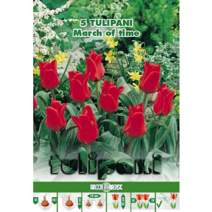 Green Paradise Bulbi Lalele botanice March of Time, rosu, 5 buc