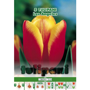 Green Paradise Bulbi Lalele Los Angeles, rosu-galben, 5 buc