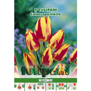 Green Paradise Bulbi Lalele botanice Color Spectacle, rosu-galben, 5 buc