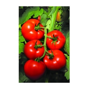 Syngenta Tomate Izmir F1 , 500 seminte