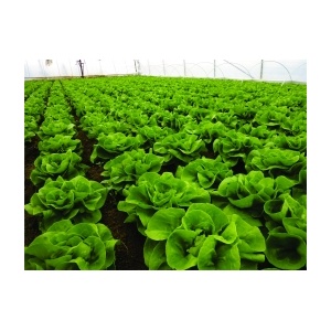 Syngenta Salata Centore, 5000 seminte