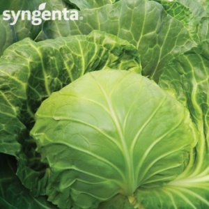 Syngenta Seminte varza Mirror F1(2500 sem)