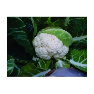 Syngenta Conopida Lecanu F1, 2500 seminte