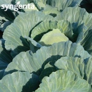 Syngenta Seminte varza Escazu F1(2500 sem)