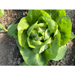 Syngenta Seminte de salata Shangore F1