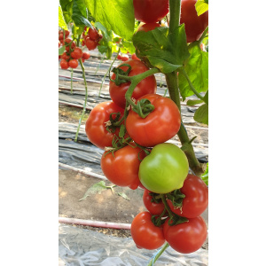 Syngenta Seminte de tomate semideterminate Melanet F1, 500 sem