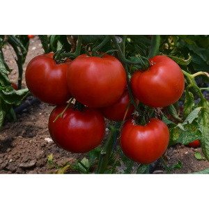 Syngenta Seminte de tomate semideterminate Devonet F1, 500 sem