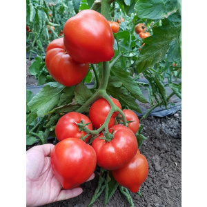 Syngenta Seminte de tomate semideterminate Pekonet F1, 500 sem