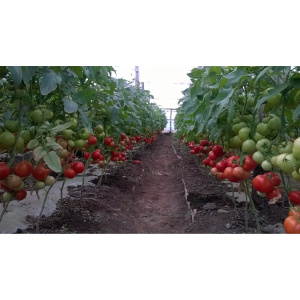 Syngenta Seminte de tomate semideterminate Gravitet F1, 500 sem