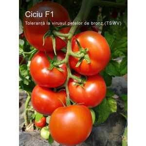 Syngenta Seminte de tomate nedeterminate Ciuciu F1, 500 sem