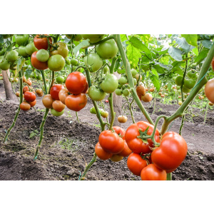 Syngenta Seminte de tomate semideterminate Qualitet F1, 500 sem