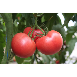 Syngenta Seminte de tomate nedeterminate Mamston F1, 500 sem