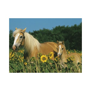 Ravensburger Puzzle 200 Cai 12628