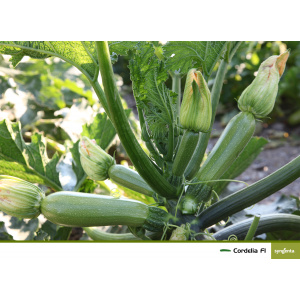 Syngenta Seminte de dovlecei Cordelia F1, 500 seminte