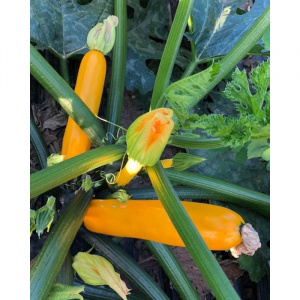 Syngenta Seminte de dovlecei Golden Glory F1, 500 seminte