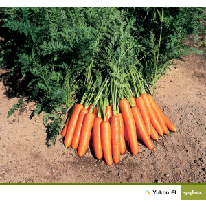 Syngenta Seminte de morcov Yukon F1, 100.000 seminte