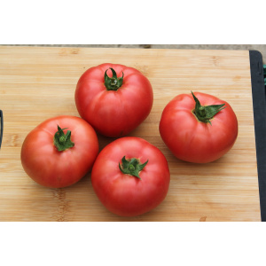 Syngenta Seminte de tomate nedeterminate, tip beef, Manekro F1, 500 sem