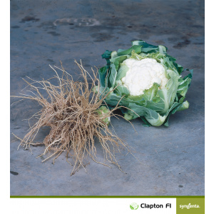 Syngenta Seminte de conopida Clapton F1, 2500 seminte