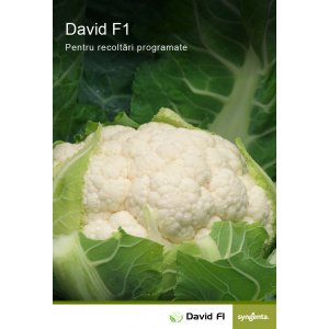 Syngenta Seminte de conopida David F1, 2500 seminte