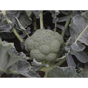 Syngenta Seminte de broccoli Batory F1, 2500 seminte