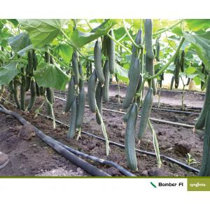 Syngenta Seminte de castraveti lungi Bomber Long F1, 100 sem