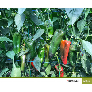 Syngenta Seminte de ardei kapia, Kornelya F1, 500 sem