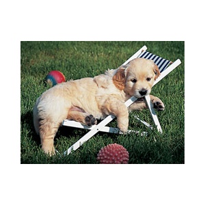 Ravensburger Puzzle 500 Golden Retriever 14179