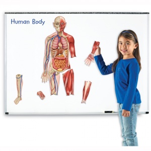 Learning Resources Set 2 in 1 Corpul uman magnetic