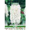 Green Paradise Bulbi Zambile Carnegie, alb, 3 buc