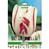 Green Paradise Bulbi Lalele Sorbet, alb cu roz, 5 buc