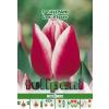 Green Paradise Bulbi Lalele Leo Visser, rosu-alb, 5 buc