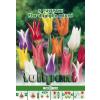 Green Paradise Bulbi Lalele floare de crin Mixtura, mix, 5 buc