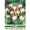 Green Paradise Bulbi Lalele botanice Ancilla, rosu-alb, 5 buc