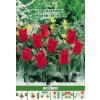 Green Paradise Bulbi Lalele botanice March of Time, rosu, 5 buc