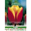 Green Paradise Bulbi Lalele Los Angeles, rosu-galben, 5 buc