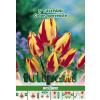 Green Paradise Bulbi Lalele botanice Color Spectacle, rosu-galben, 5 buc